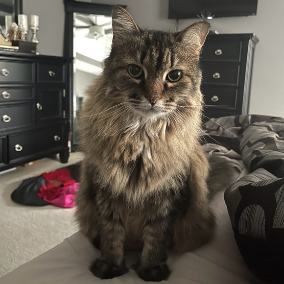 EUC Black Dress by NBD - Picture 11 of 11